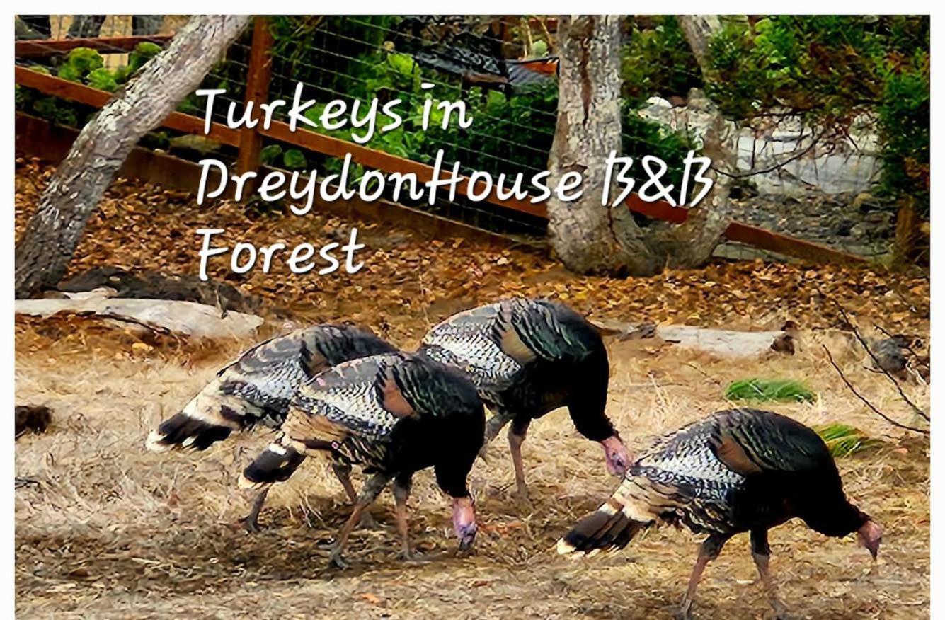 Dreydon House Bed And Breakfast Cambria Dış mekan fotoğraf